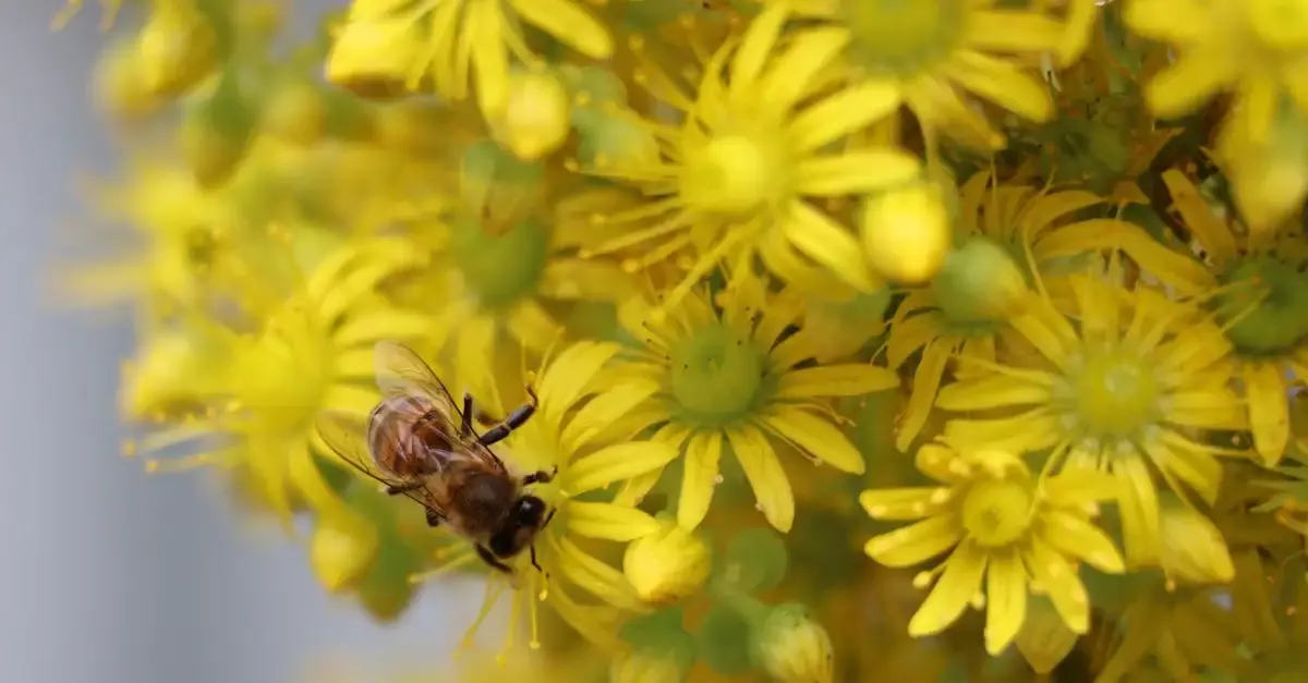Bienenfreundliche Blumen für Ihren Garten: Tipps & Auswahl