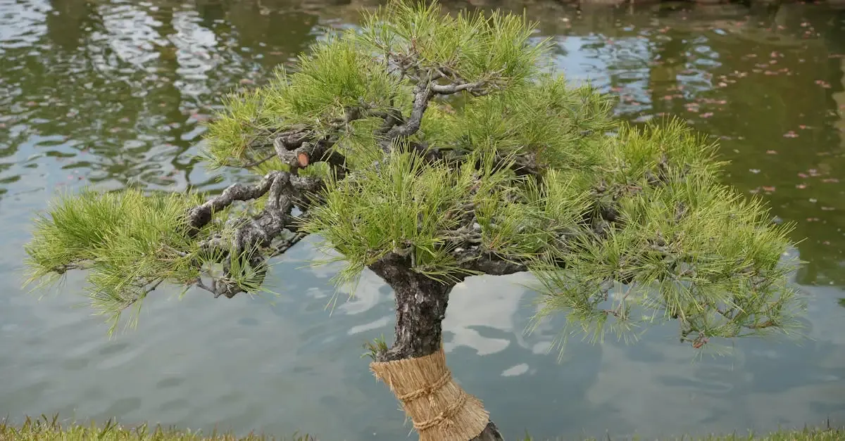 Garten Bonsai kaufen in Österreich: Sortiment & Tipps