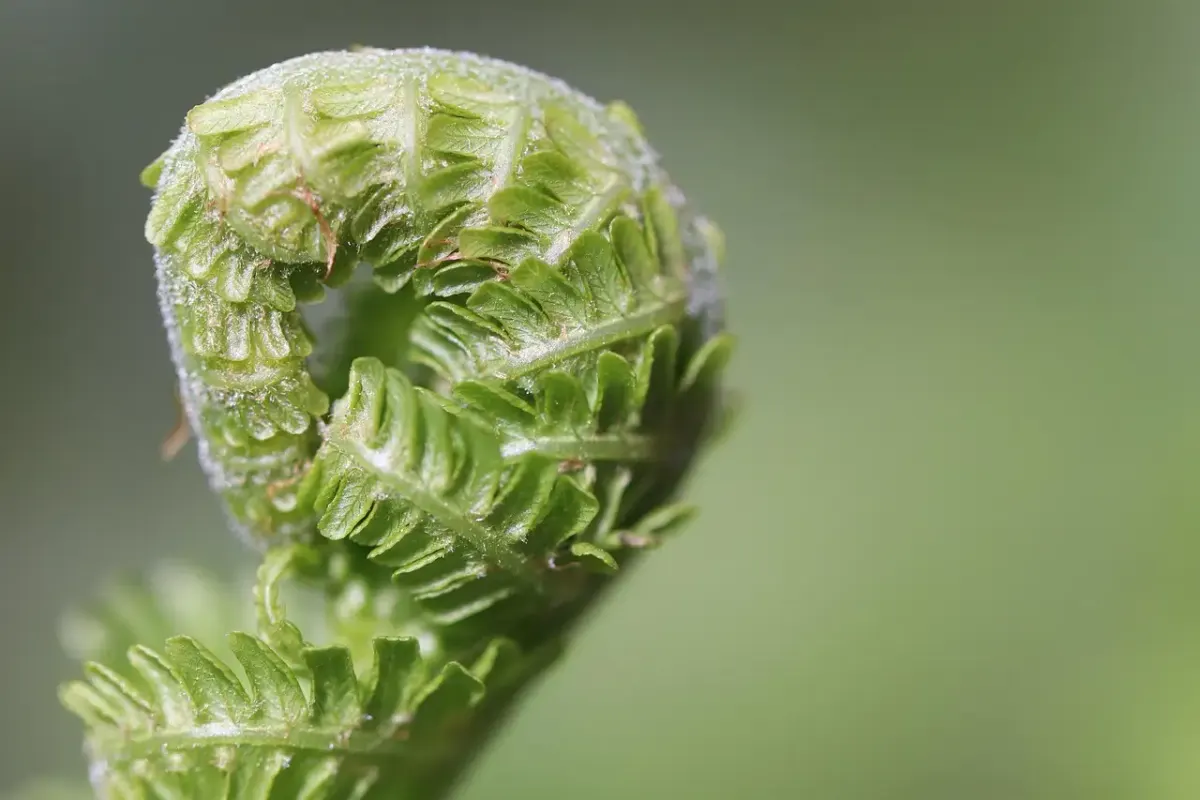 Gartengestaltung Pankow: Ideen & Tipps für Ihren Traumgarten