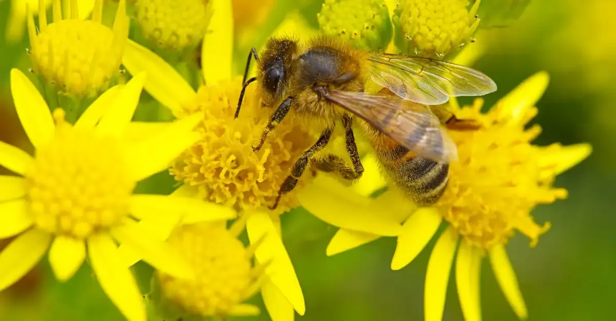Hornissen im Garten: Nützlinge erkennen und richtig handeln