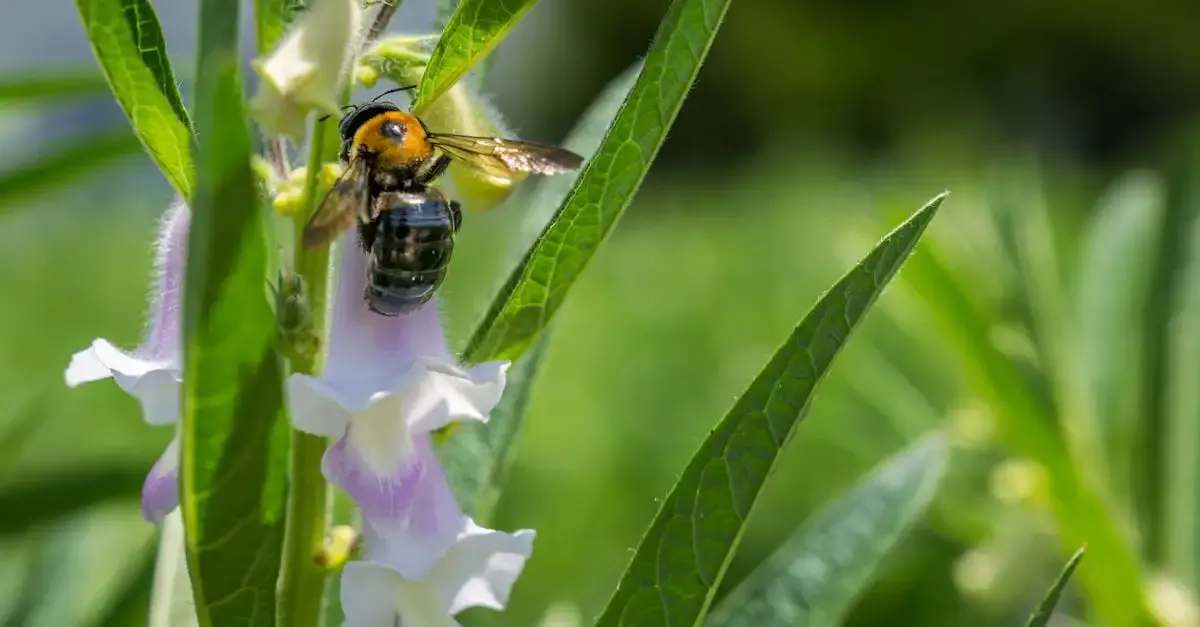 Bienenfreundliche Blumen für Ihren Garten: Tipps & Auswahl