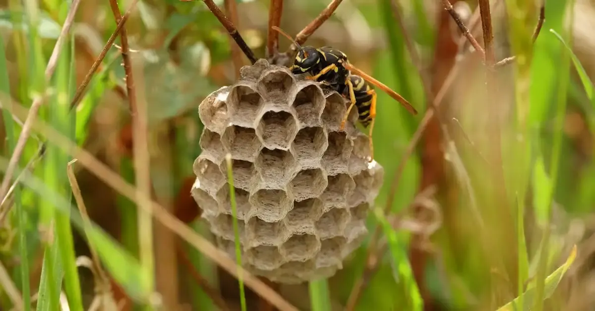 Bienennest im garten