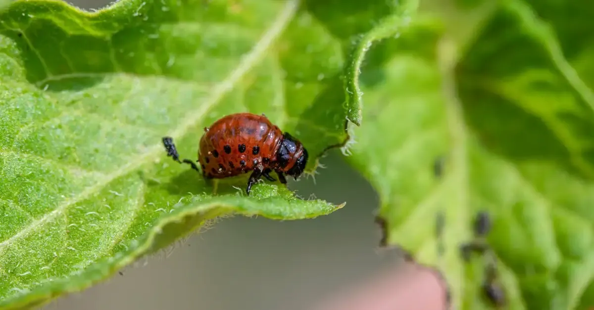 Biologische schädlingsbekämpfung im garten