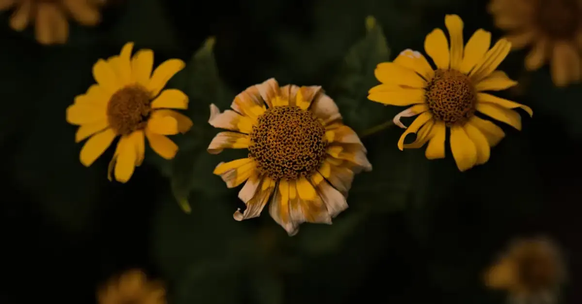 Botanischer garten berlin berlin