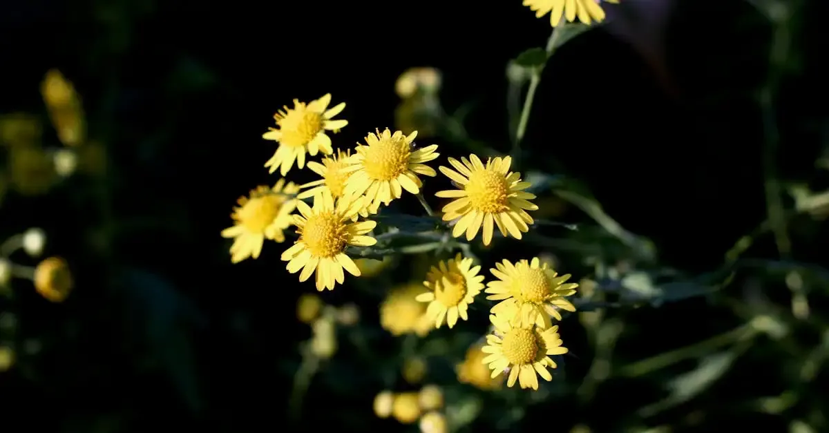 Flora garten abo