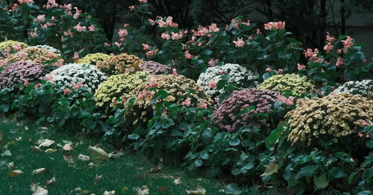 Garten designer software