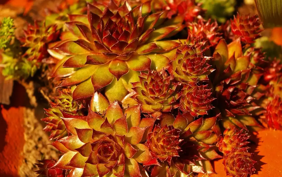 Garten kern: Tipps für Ihren perfekten Garten
