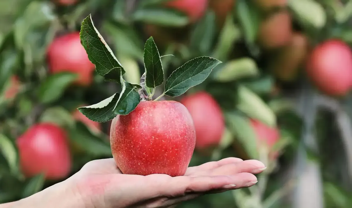 Garten Klappstuhl Auflagen: Komfortable Sitzpolster online
