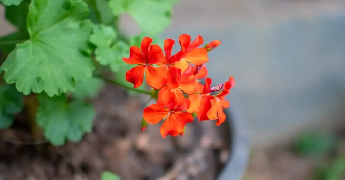 Garten lux