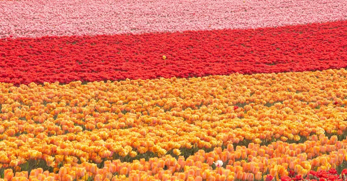 Garten neuss