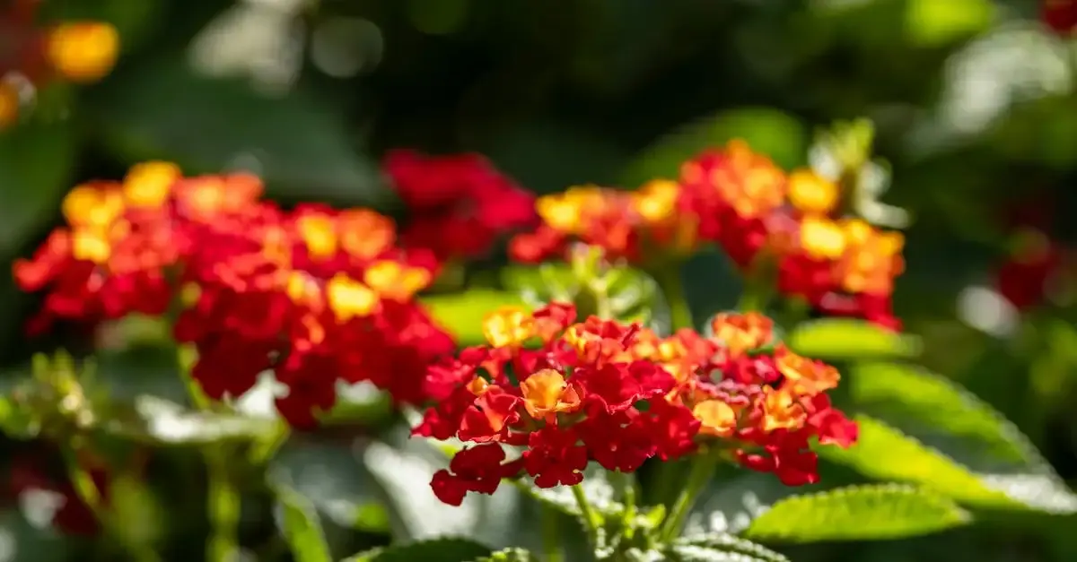 Garten pflanzen versand