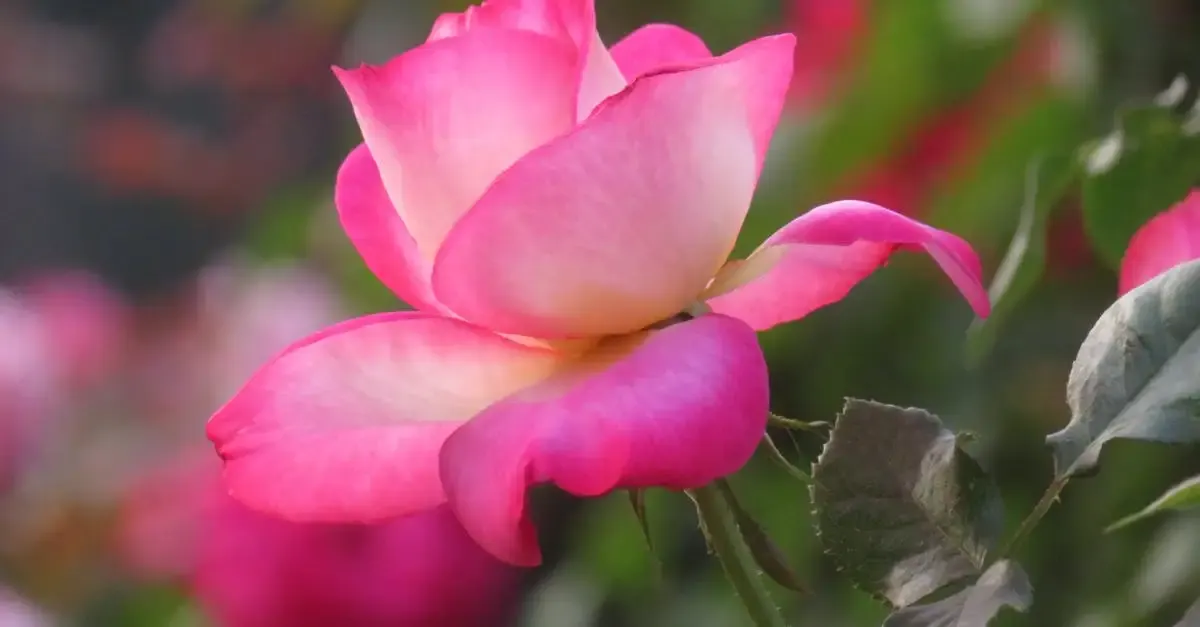 Garten programm