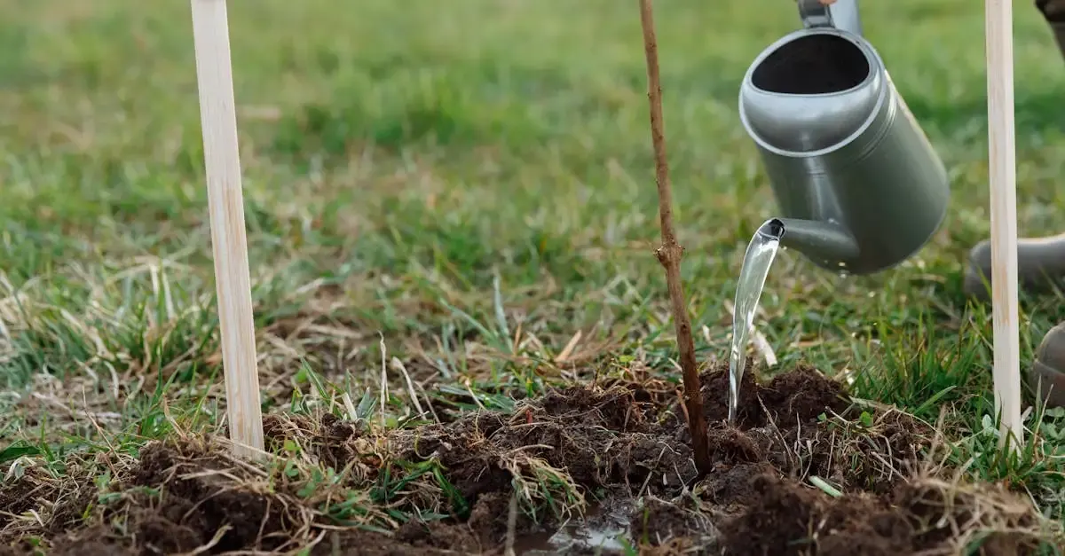 Garten richtig pflegen