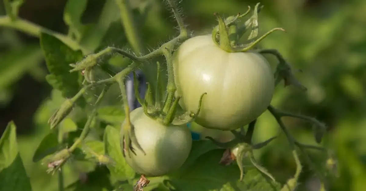 Garten selber machen zeitschrift