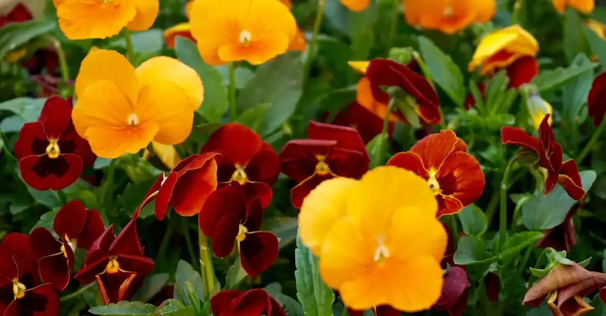 Garten stiefmütterchen steckbrief