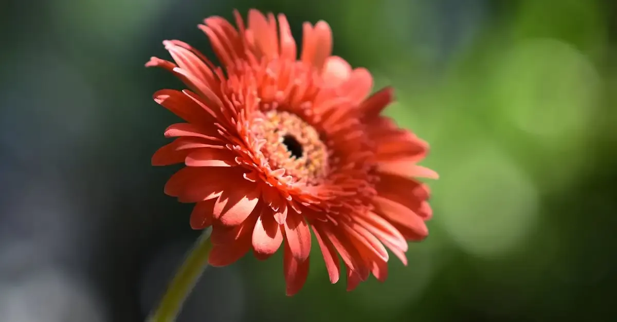 Garten und landschaftsbau kreis euskirchen