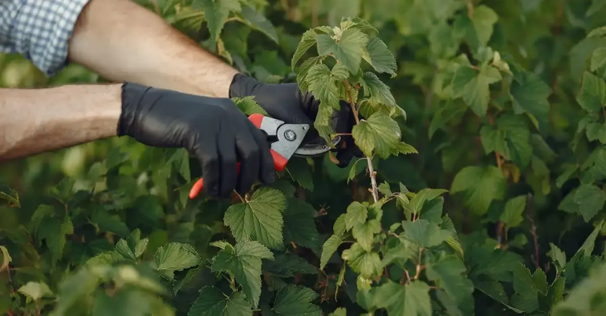 Garten- und Landschaftsbau Neunkirchen: Ihr Experte
