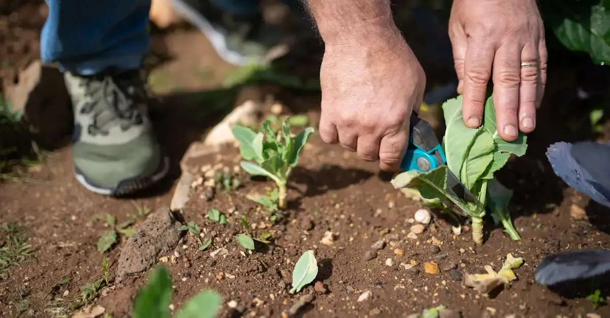 Garten- und Landschaftsbau Unternehmen: Ihr Experte