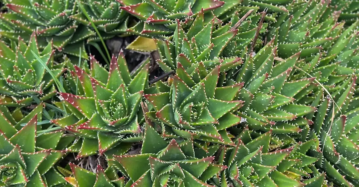 Garten Wangen: Tipps für Ihren perfekten Garten