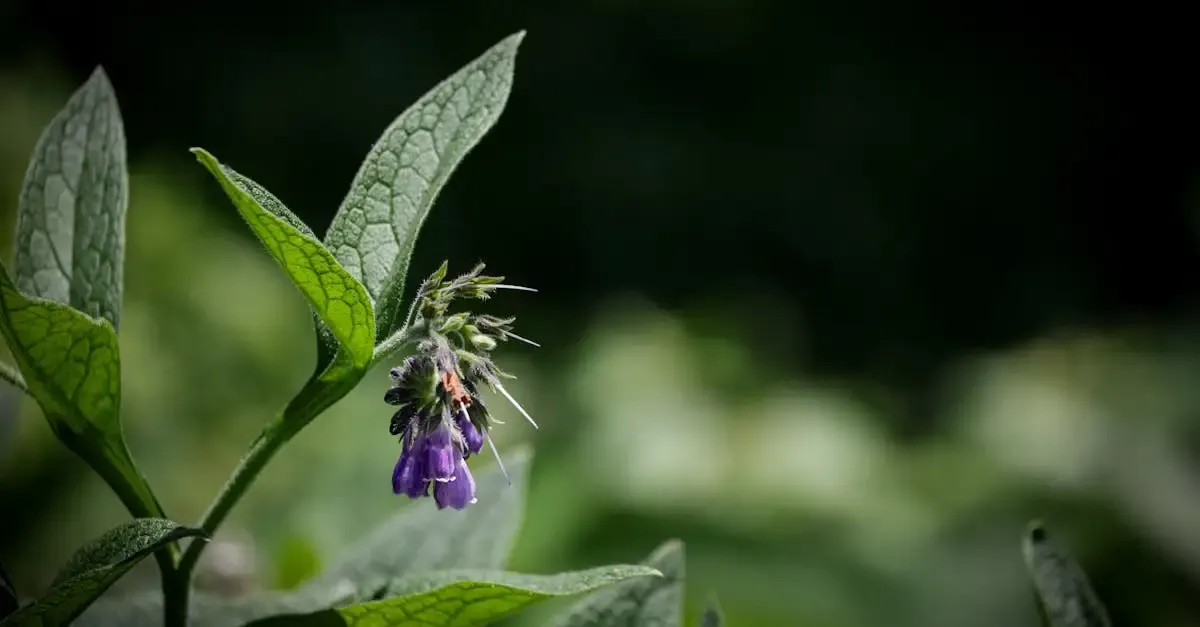 Garten wellness