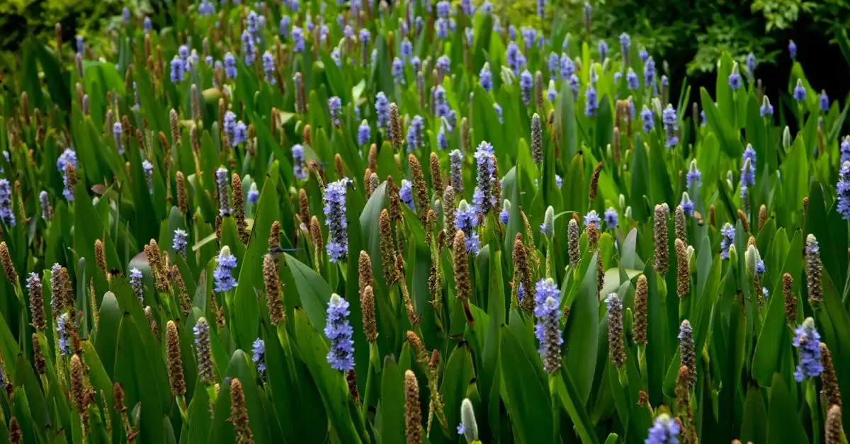 Gartenbau Höchstadt: Ihr Experte für Landschaftsgestaltung