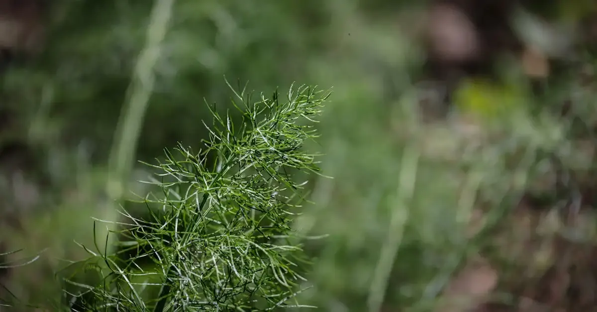 Gemüsesorten im garten