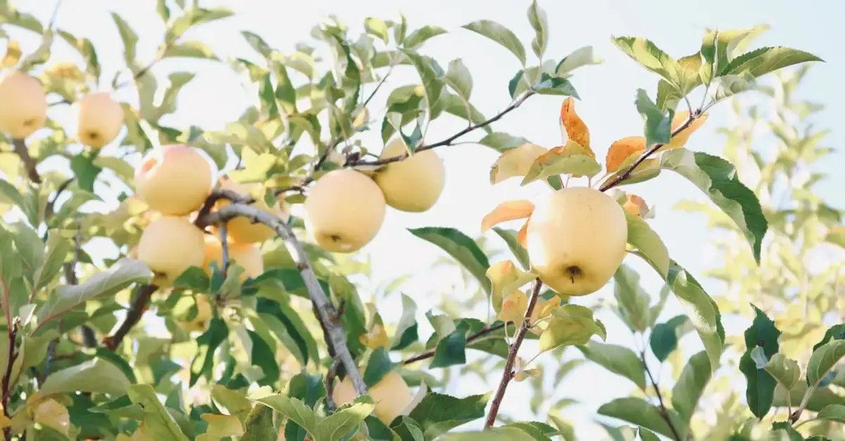 Herz apfel garten