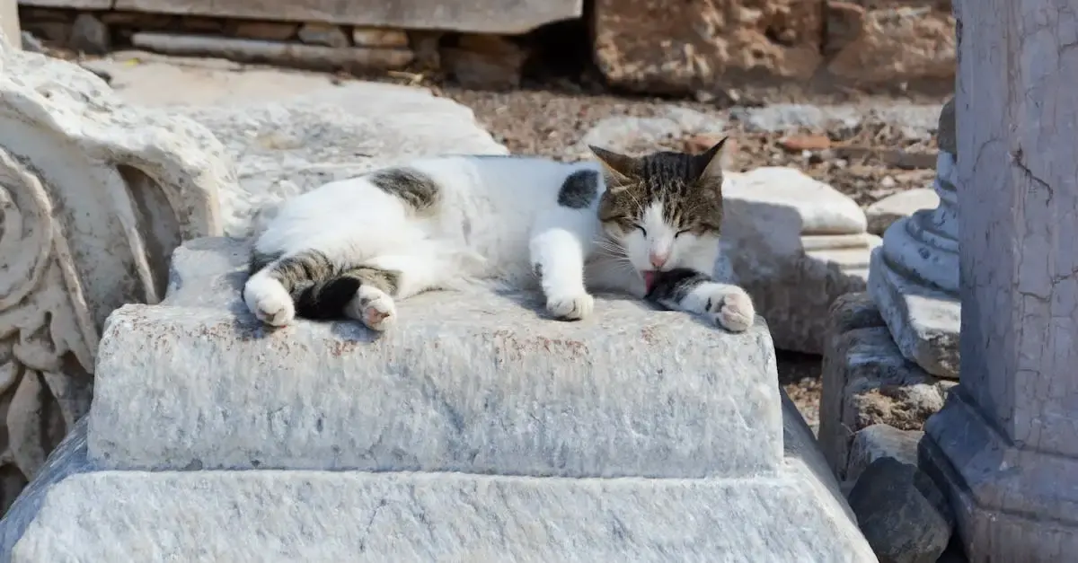 Hunde und Katzen fernhalten: Effektive Mittel für den Garten