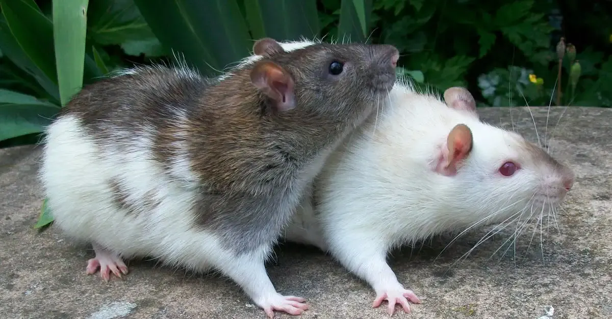 Igel und Ratten im Garten: Tipps für ein harmonisches
