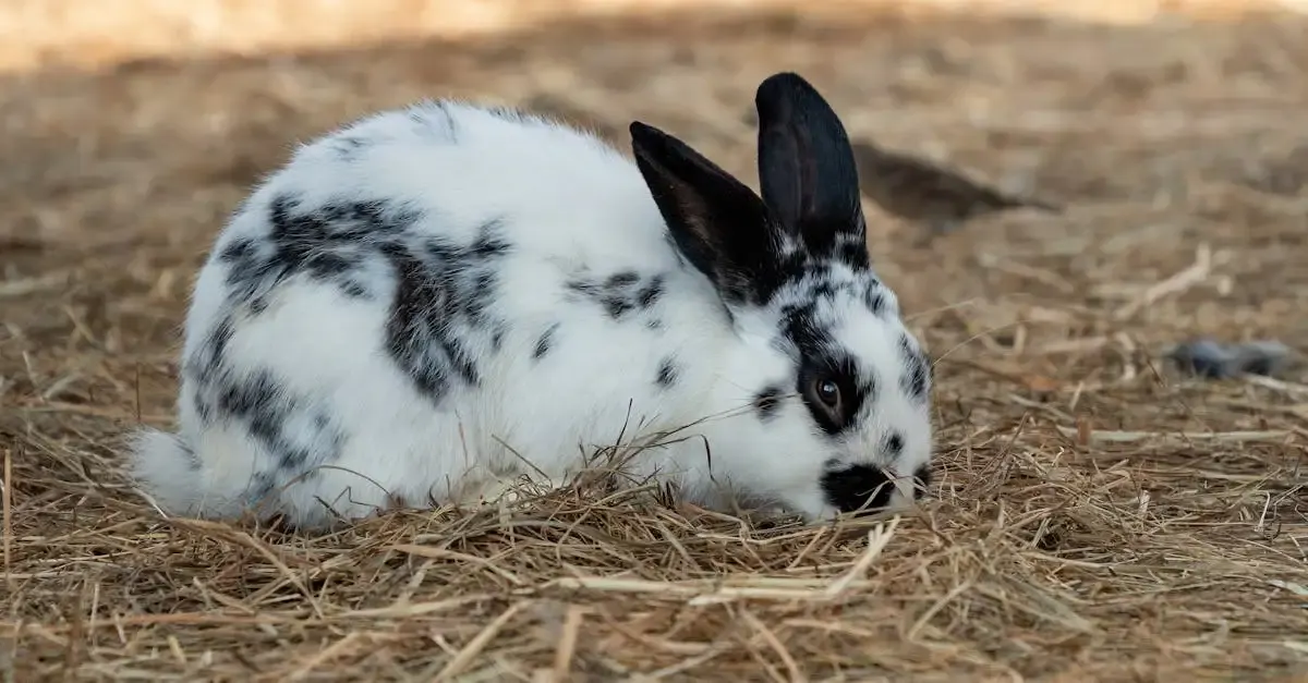 Mittel gegen kaninchen im garten