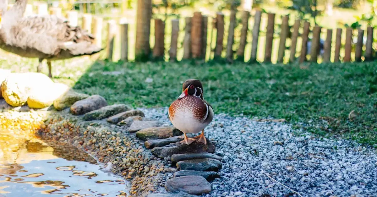 Naturbadeteich im garten