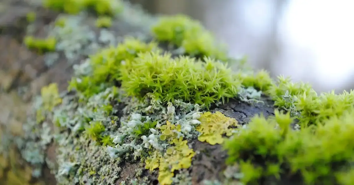 Naturnaher Garten anlegen: Tipps für Biodiversität und Insekten