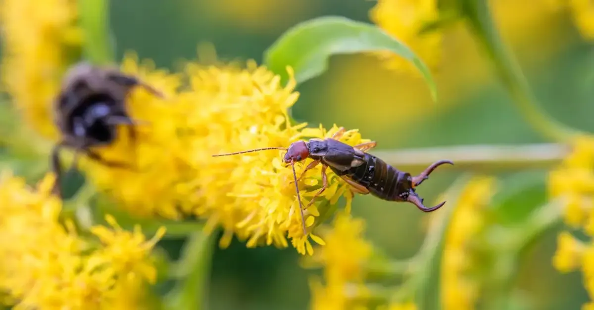 Ohrenkneifer im Garten vertreiben: Effektive Mittel und Tipps