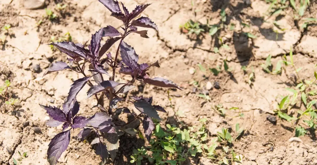 Pflanzen garten klimawandel