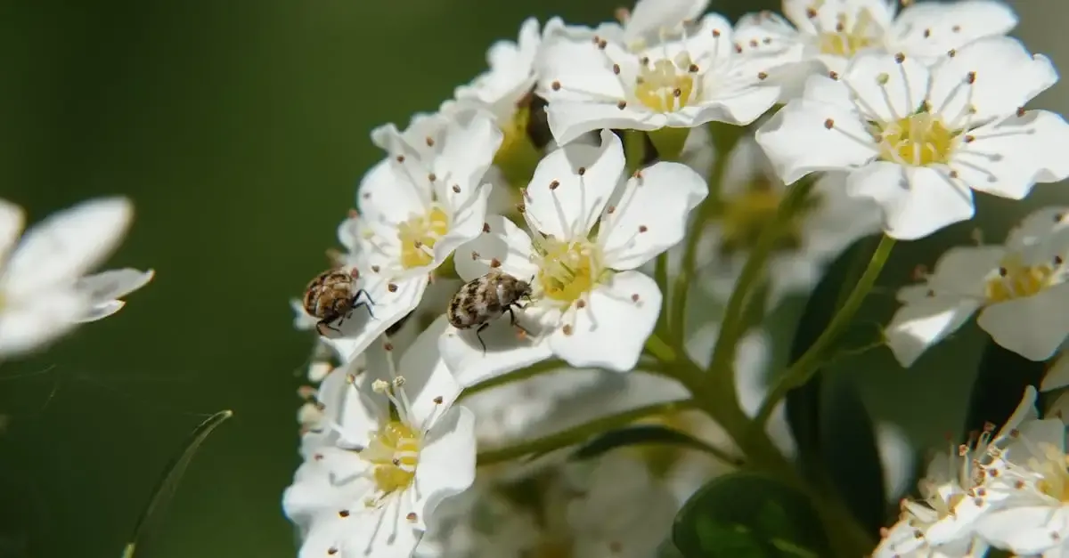 Pflanzen naturnaher garten