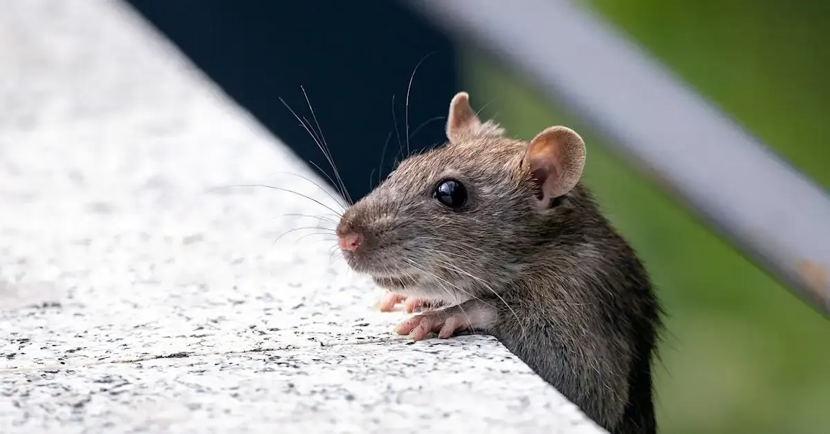 Ratten im Garten: Wer trägt die Kosten für den Kammerjäger?