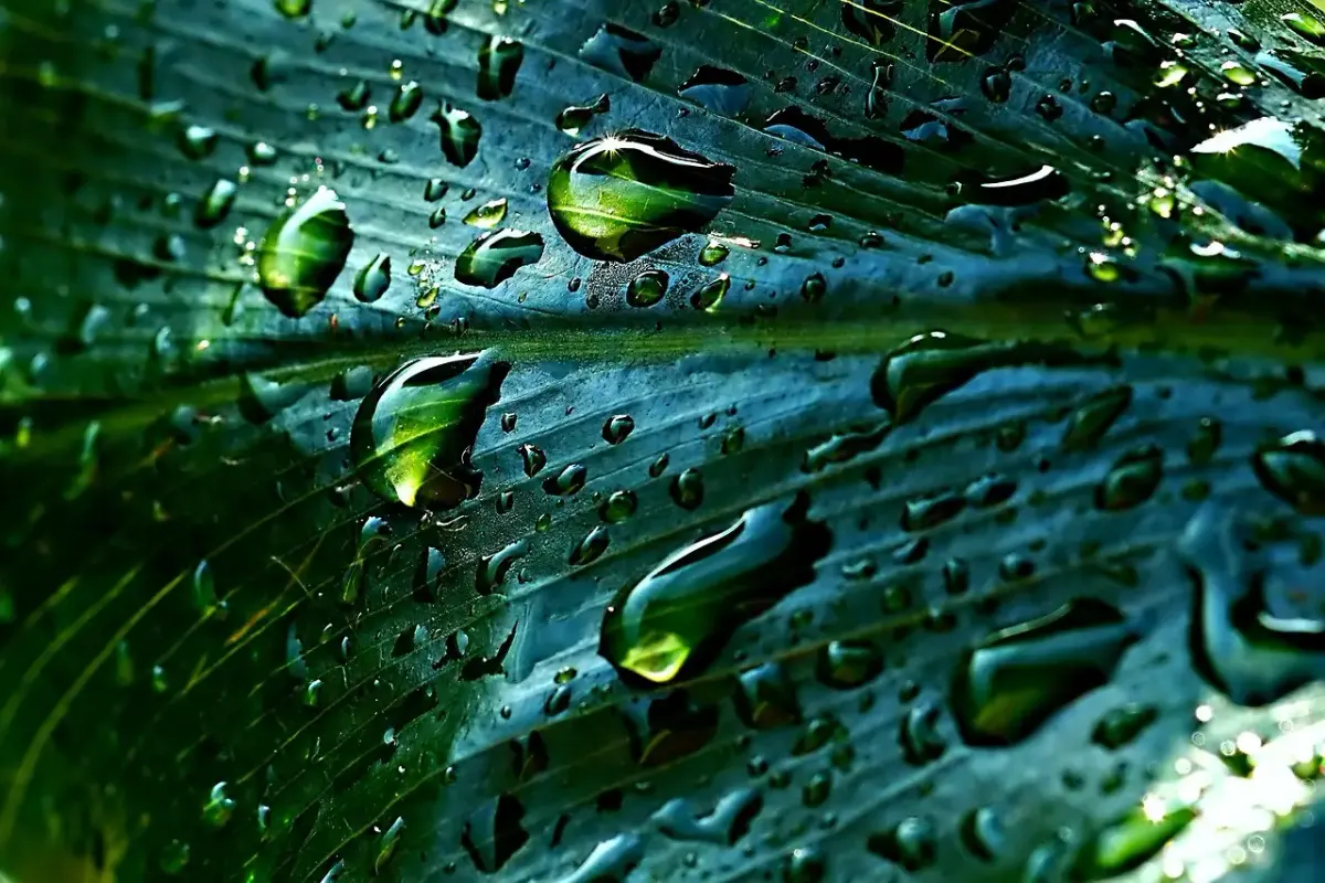 Regenwasser für garten und haus