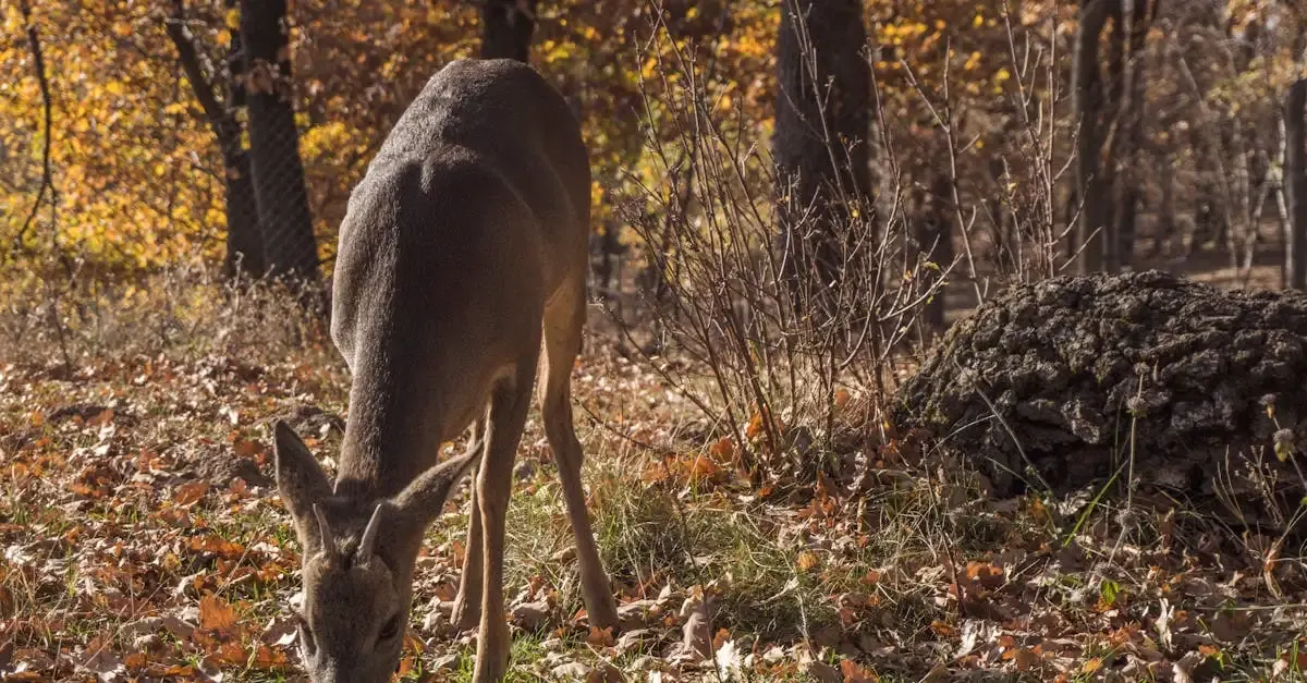 Rehe im Garten vertreiben: Effektive und tierfreundliche