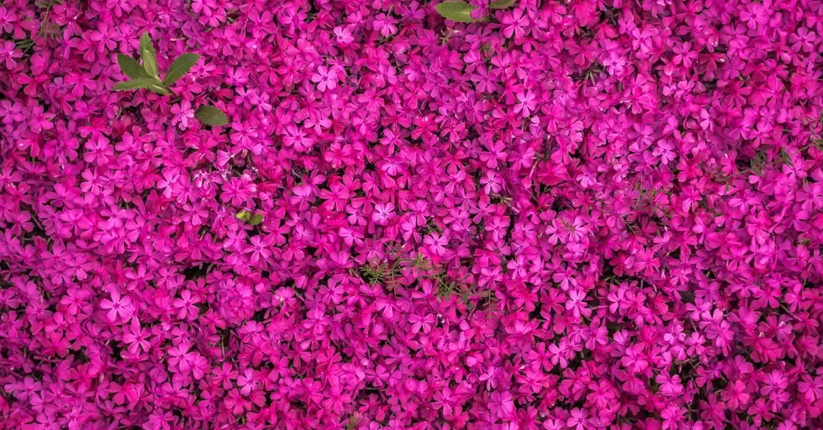 Robuste Betonwände für Ihren Garten gestalten und bauen