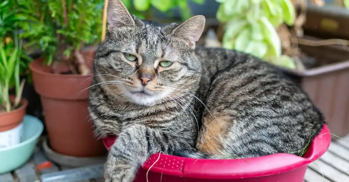 Sichtschutz für garten und balkon