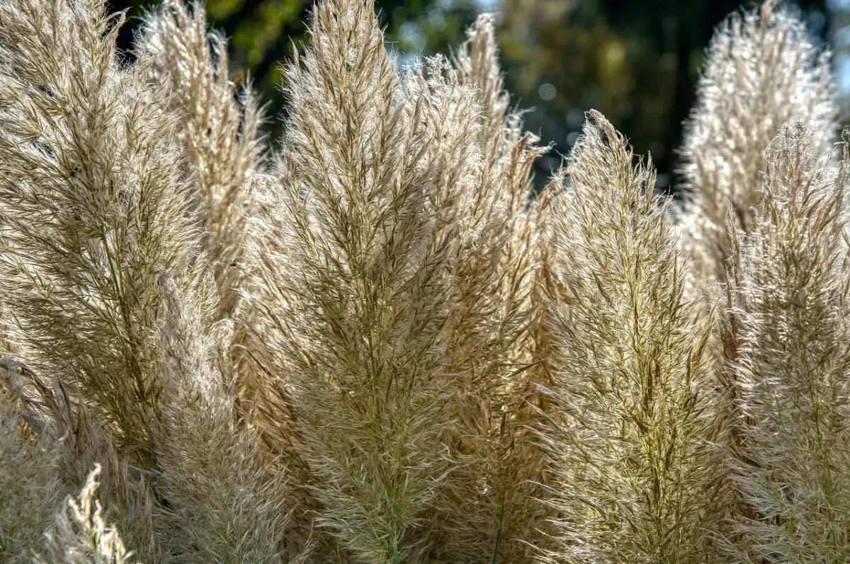 Sichtschutz garten steinkörbe