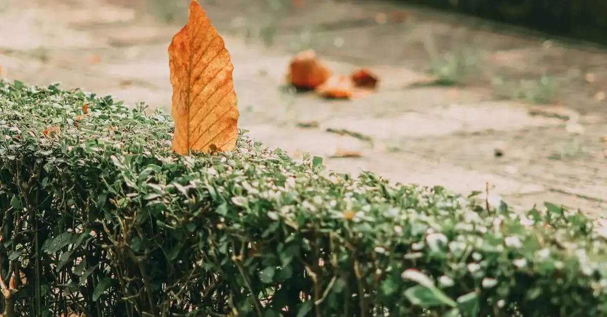 Sträucher und büsche für den garten
