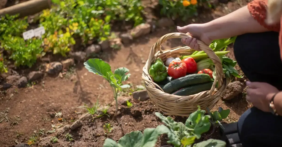 Tomaten im gewächshaus garten
