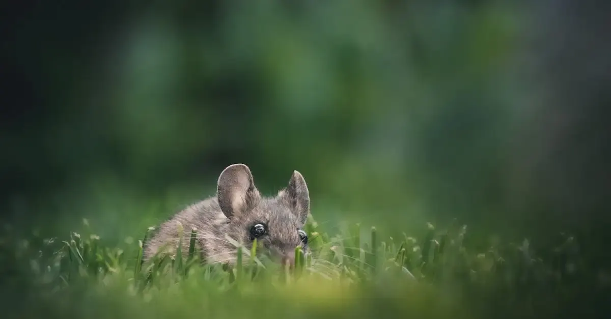 Was hilft gegen mäuse und ratten im garten