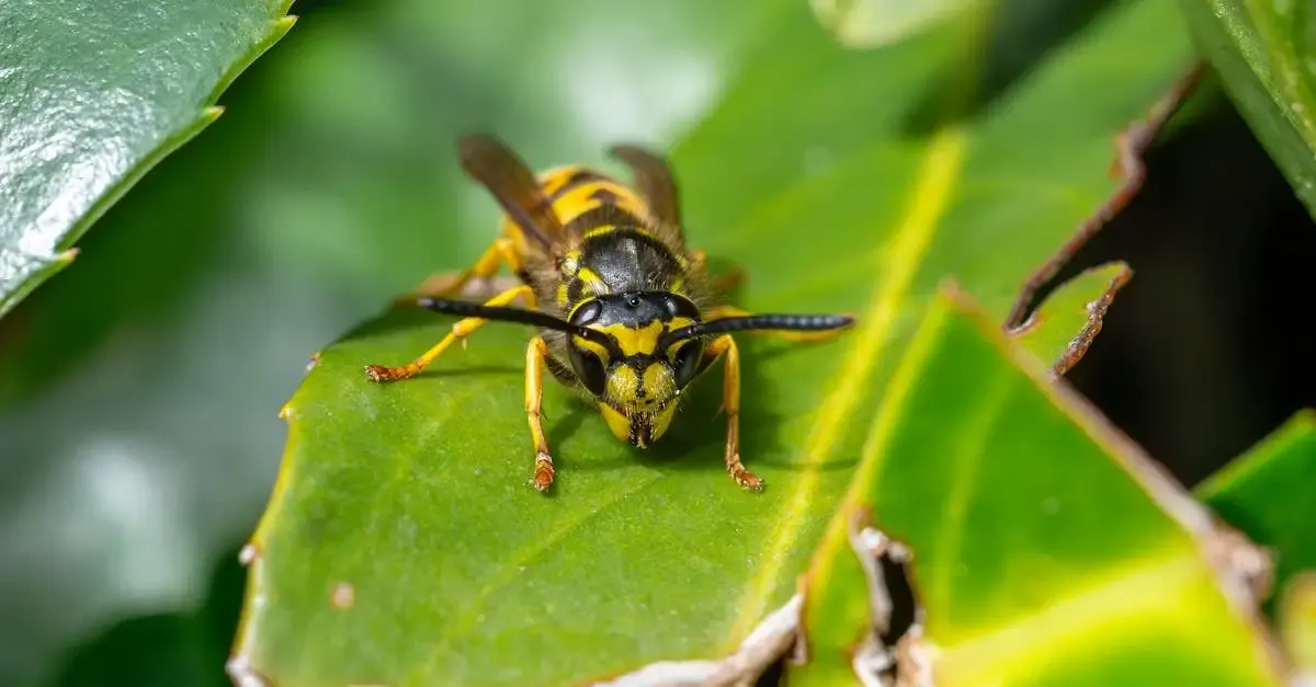 Wespennest im garten wer zahlt