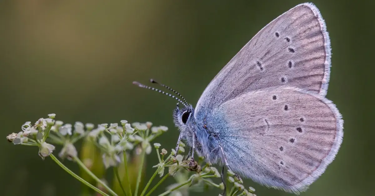 Wühlmäuse im garten forum