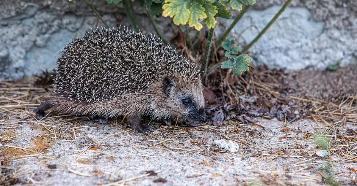 Wie alt werden igel im garten