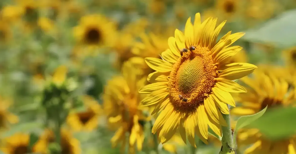 Wildbienen garten anlegen