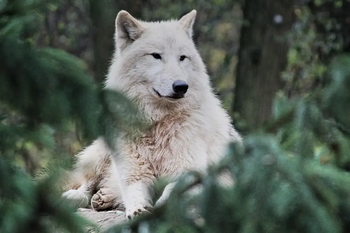 Wolf Garten Nachsaat Rasen für 250qm kaufen