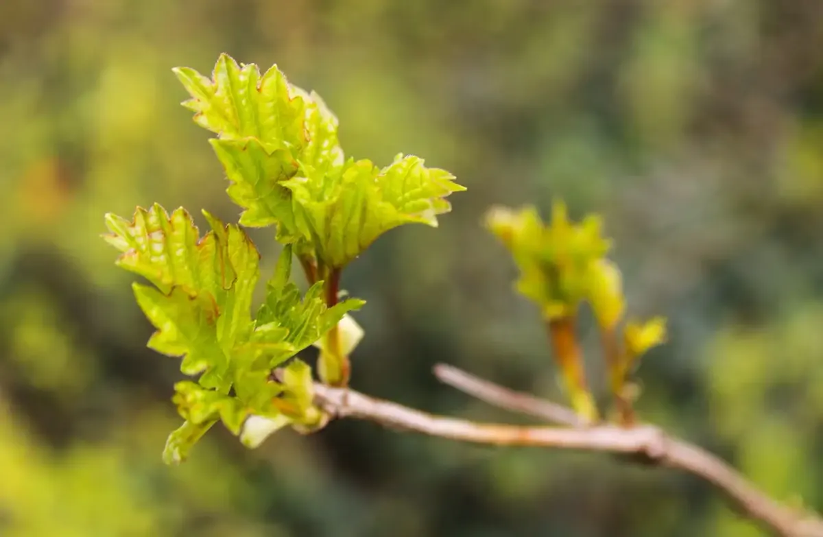 Rollrasen für Ihren Garten: Jetzt kaufen und schnell